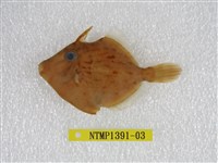 藏品(冠鱗單棘魨)的圖片